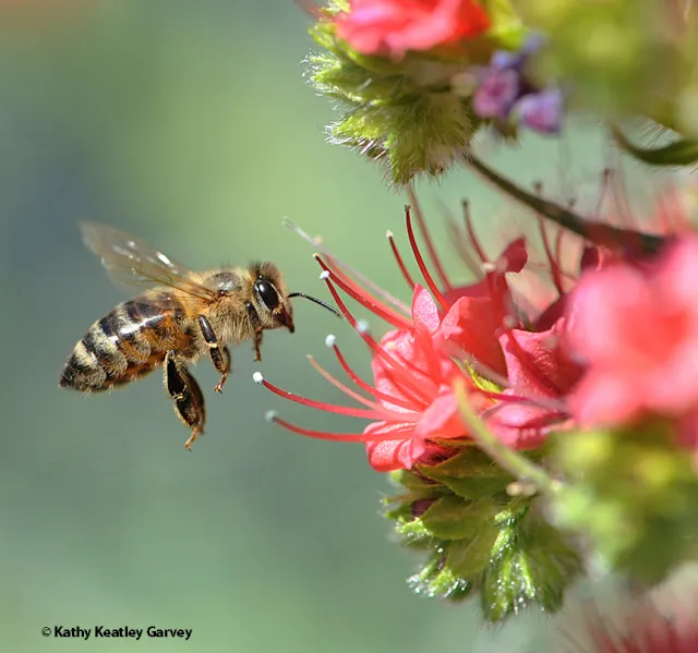 Honey bee heading toward tower of jewels, Echium wildpretii. (Photo by Kathy Keatley Garvey)