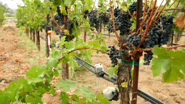 In-field sensors on vines provide data for a vineyard management decision-support tool