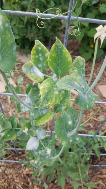White powdery coat on some pea leaves due to powdery mildew.
