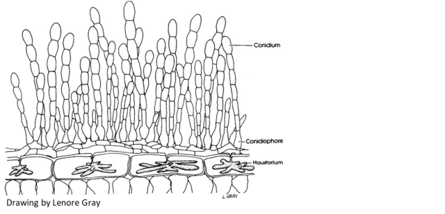 Diagram: powdery mildew fungus infection