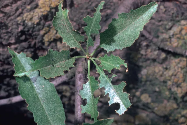 Damaged leaves with chewed holes by earwigs