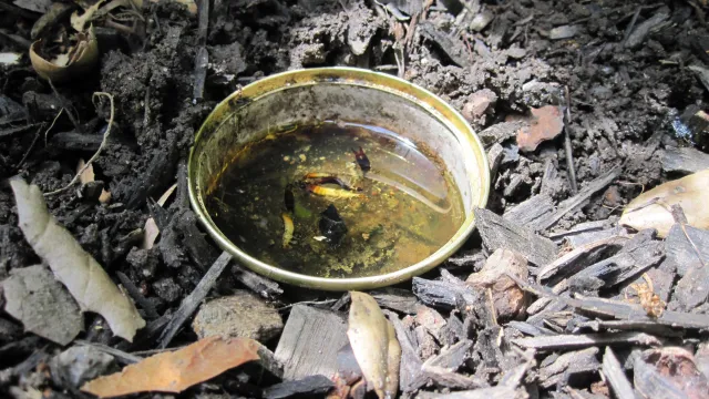 A low-sided can sunk into the ground and filled with vegetable oil and a drop of fish oil to trap earwigs.