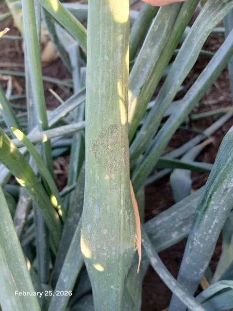 Close-up photograph of an onion leaf showing the first symptoms of downy mildew (Peronospora destructor) observed in the trial on February 25, 2026. A pale, roughly circular sporulating lesion with grayish-purple sporulation is visible on the surface of the onion leaf, characteristic of early P. destructor infection. Surrounding foliage appears healthy.