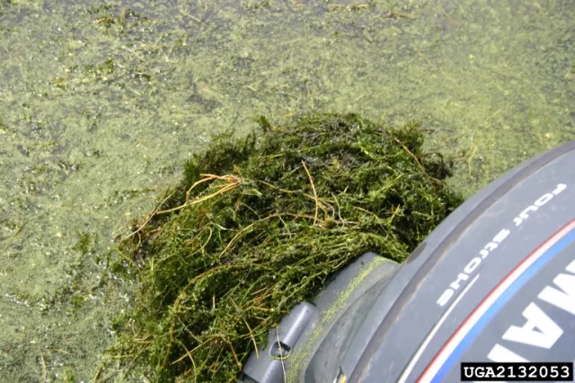 A boat motor tangled in the invasive aquatic plant hydrilla.