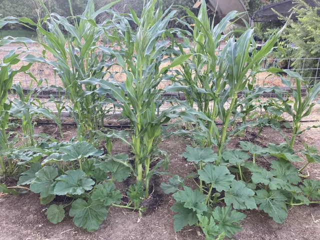 Vegetables growing in a raised bed garden