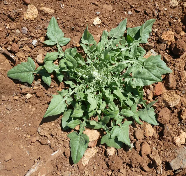 Yellow starthistle growing as a flat rosette form with deeply lobed leaves in reddish sandy soil.
