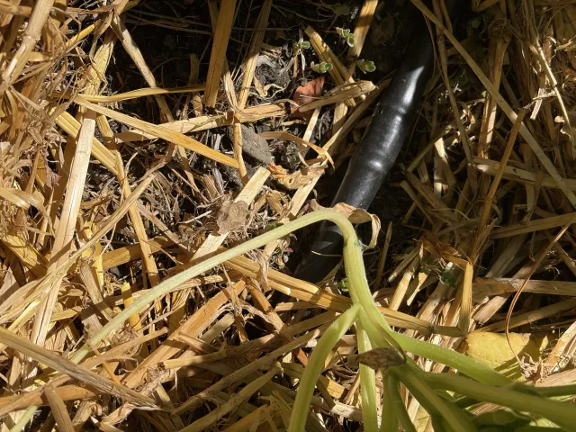 A black irrigation line peeking out from under a layer of straw mulch.