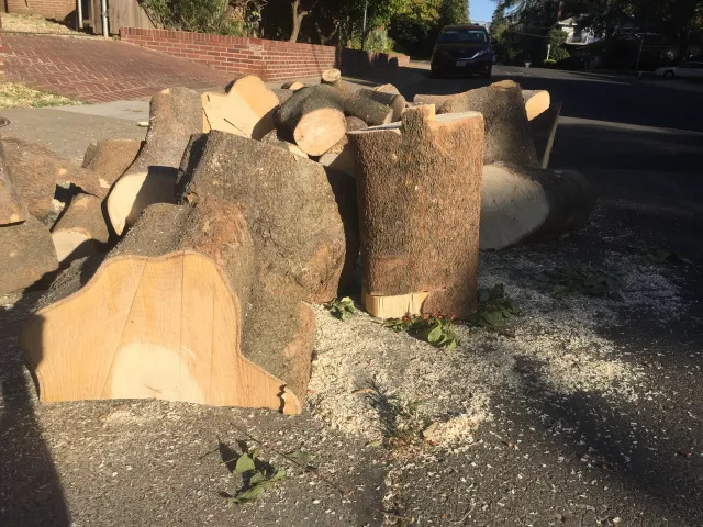 cut logs can harbor tree-killing insects