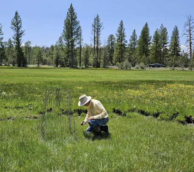 David kneeling in green field putting a protective wire screen around something