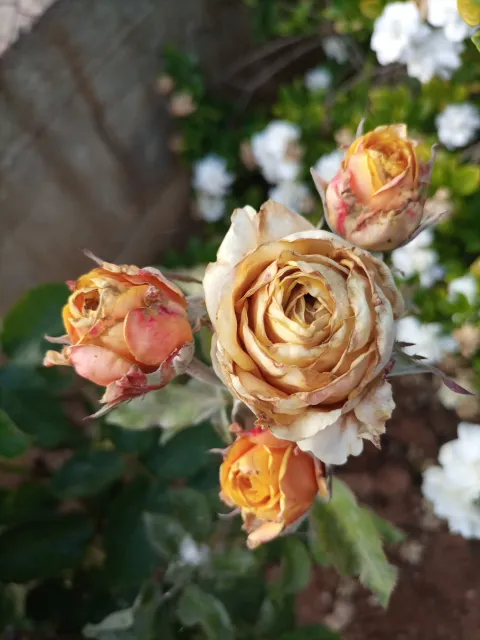 Pink roses ready for deadheading