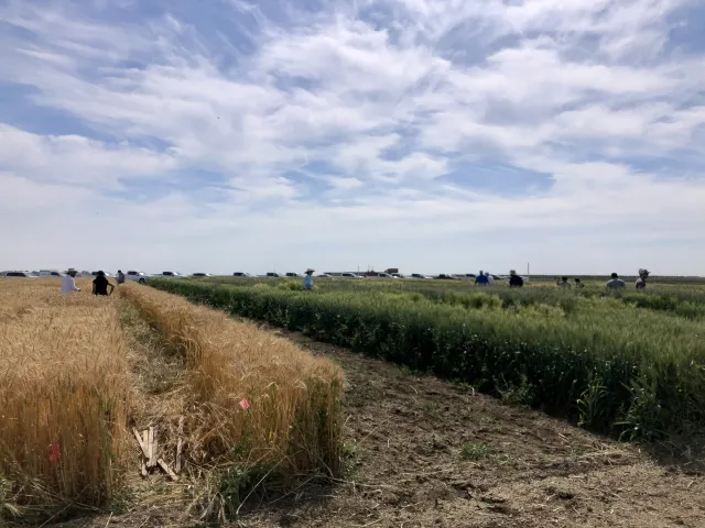 Visitors at UC West Side Research and Extension Center see grains growing with different levels of irrigation
