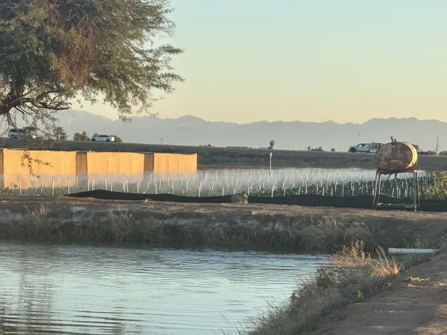Photograph of a misting system installed over onion rows in a field fungicide trial for downy mildew (Peronospora destructor) in El Centro, California. The system consists of thin misting lines running along the onion beds, fed by a water tank on a stand visible to the right.