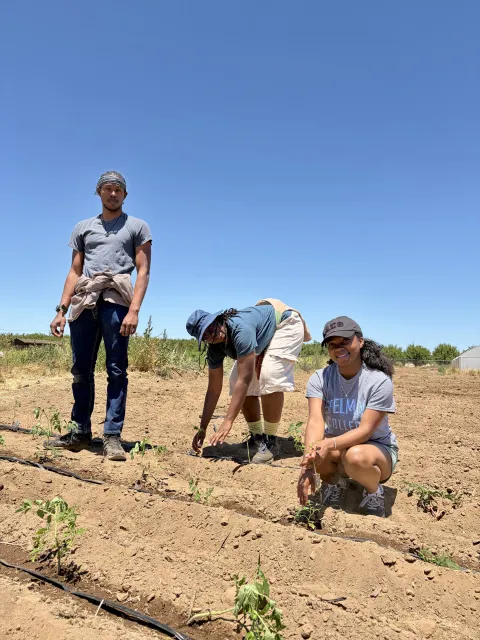 Three people in a farm field -- one standing, one bent over reaching for a plant and one squatting next to a plant.