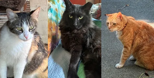 Three cats: white with gray tabby face, black and orange tabby