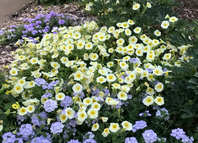 Lovely yellow petunias growing in a garden.
