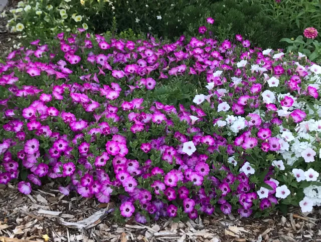 Bright pink petunias in a garden bed.
