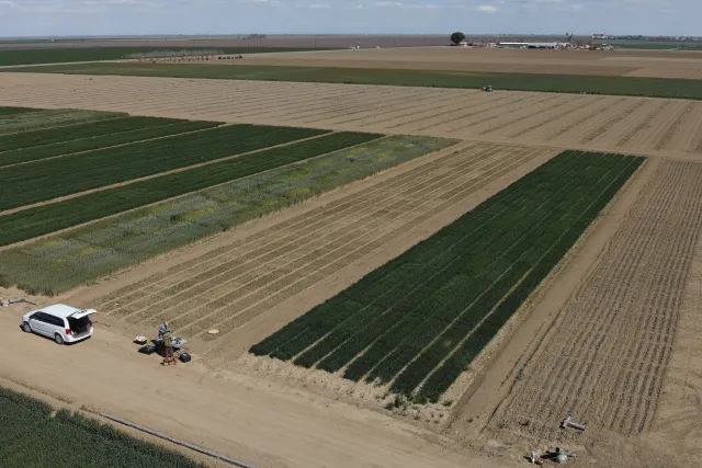 Aerial view of fields showing differences in growth of various winter grain crops under different irrigation