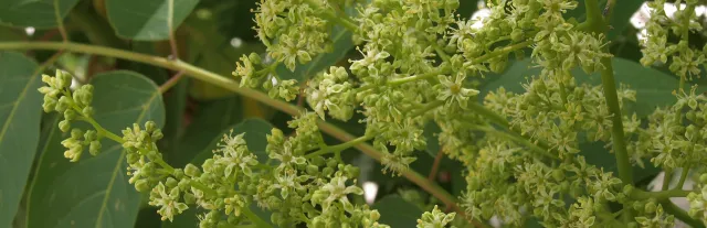 Branch and flowers of the invasive plant Key-of-Heaven