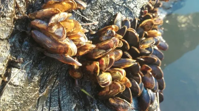 A cluster of invasive golden mussels on a rock.
