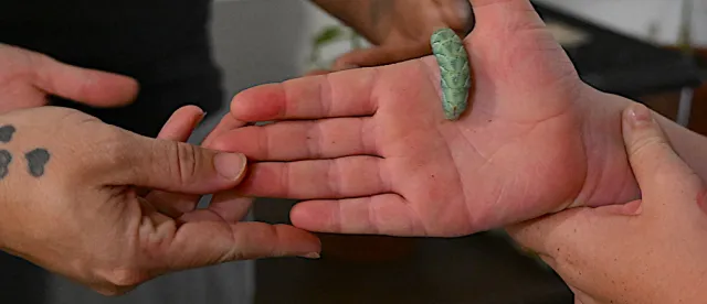 A hornworm was a delight to see and hold. (Photo by Kathy Keatley Garvey)