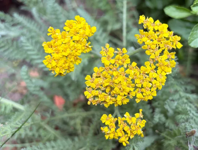 Golden Yarrow in a landscape setting.
