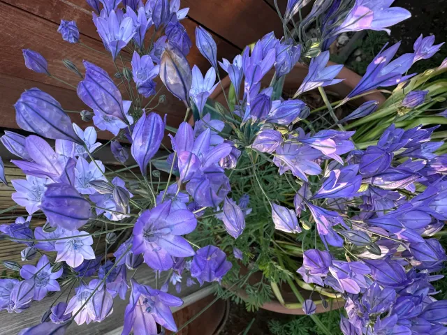 Purple Ithuriel’s Spear Flower