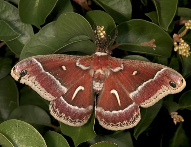 Ceanothus silk moth. (Courtesy of Wikipedia)