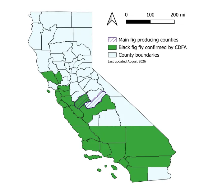 BFF Distribution in California as of August 2026