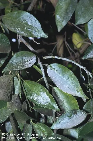 cloudy white coating on leaves due to excrement of glassy-winged sharpshooter