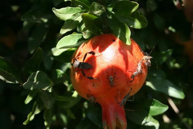 Nymphs and adult leaffooted bugs, Leptoglossus zonatus, on pomegranate.
