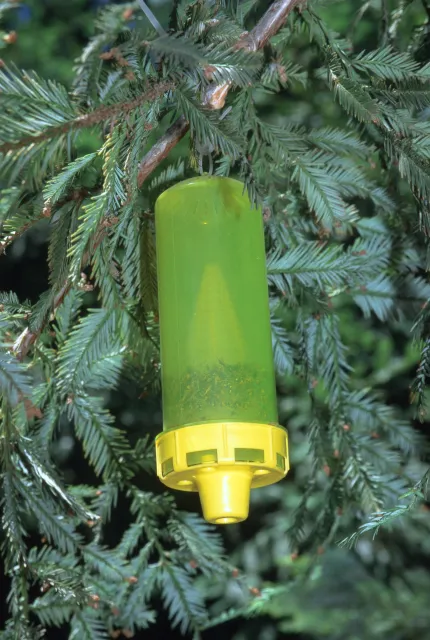 Yellowjacket greenish and yellow tubular plastic wasp trap hanging in coast redwood tree, Sequoia sempervirens, close-up.