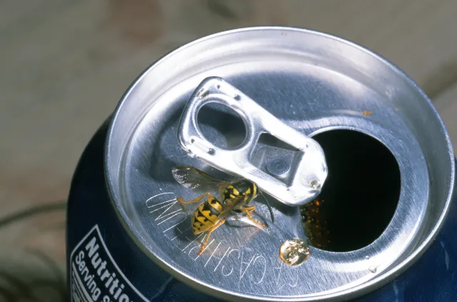 Western yellowjacket black and yellow banded adult top side view on open soda can.
