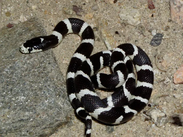 Black and white banded Kingsnake