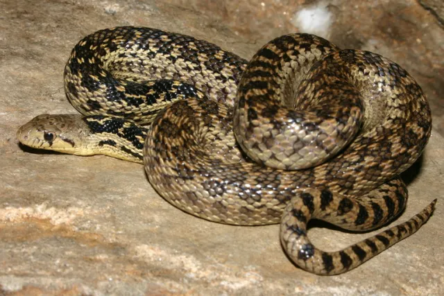 gopher snake