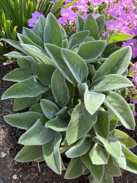 Soft and touchable, grey-green leaves of Lamb's Ear plant.