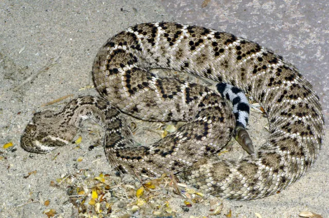 Western Diamondback rattlesnake