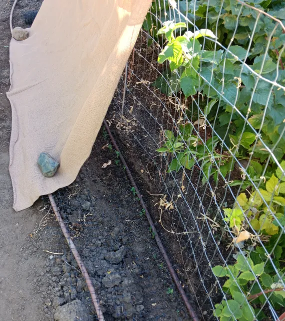 View from above of a shade cloth attached to field fencing used as a trellis covering some seedlings. The ground is covered with netting over a drip line to deter vertebrate pests.