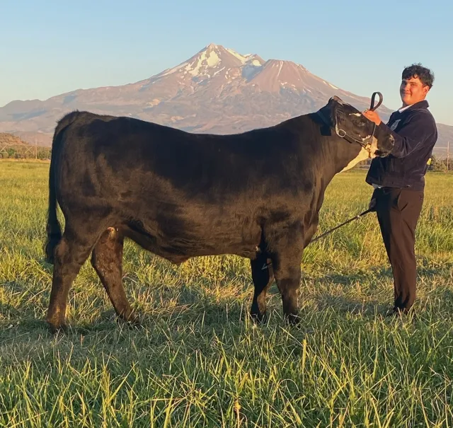 2026 Scholarship winner, Alexis Delgado, Butte Valley FFA. Russell McKay, McKay Ranch, contributed Alexis' steer.
