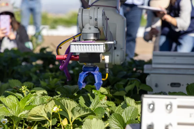 Automatic strawberry picker poised above plants, ready to pick a strawberry