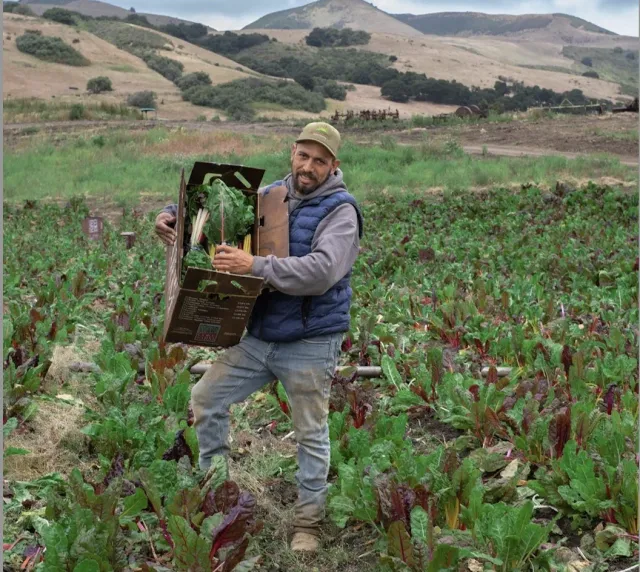 A man carries a box of leafy greens from the field