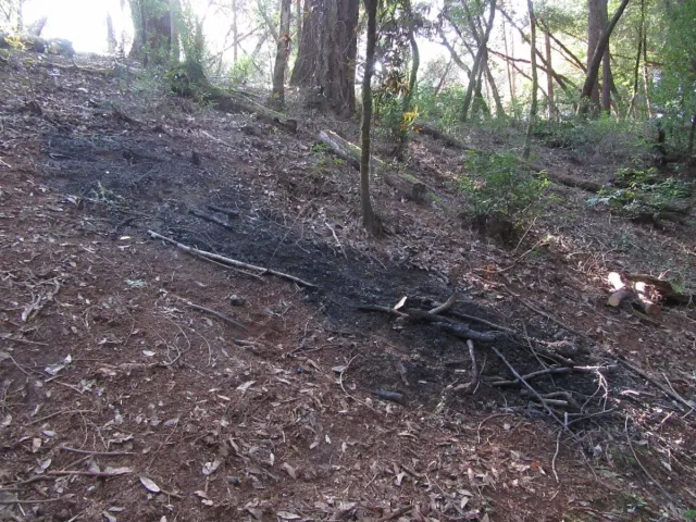 Biochar on a forest hillside.