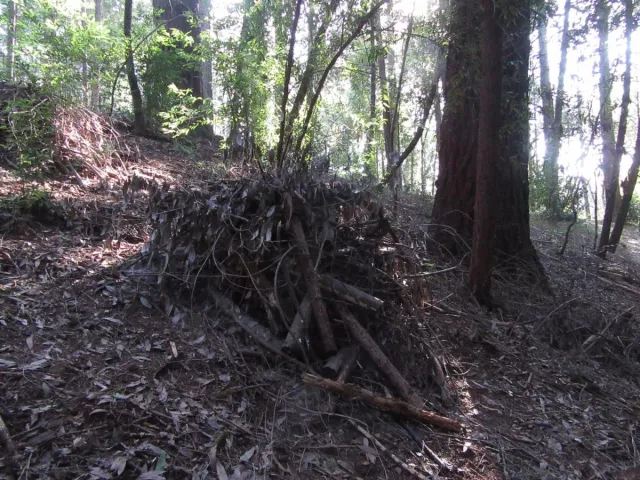 Burn pile in a forest.