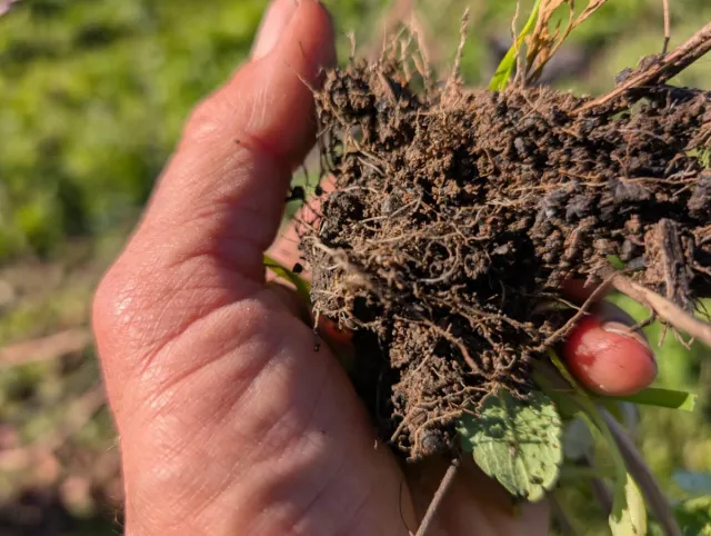 Hand holding an uprooted cover crop.