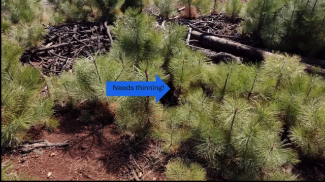 Group of conifer seedlings with an arrow pointing to trees that should be thinned.