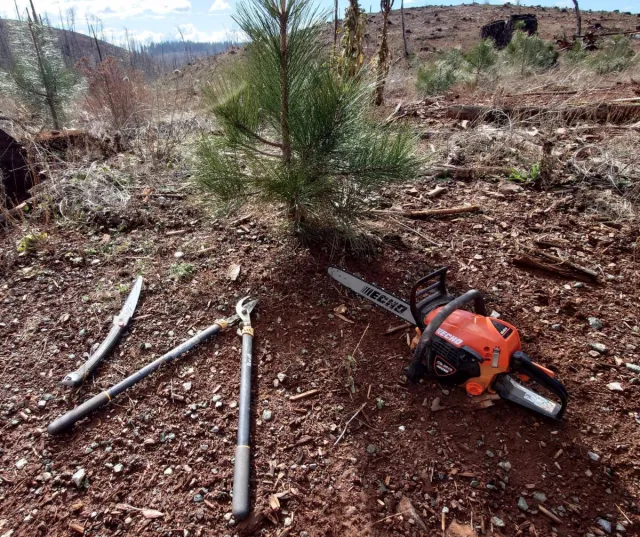 Conifer seedling with forestry tools next to it.