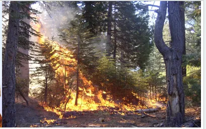 Prescribed fire in a forest.