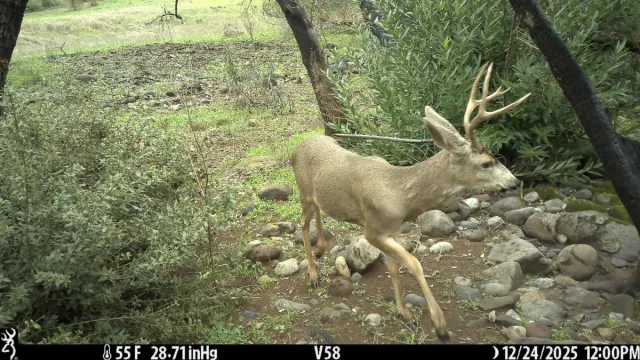 Black tailed deer walking in the forest.