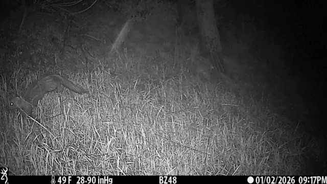 Pacific fisher walking through a field.