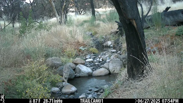 Bobcat sighting by a creek.