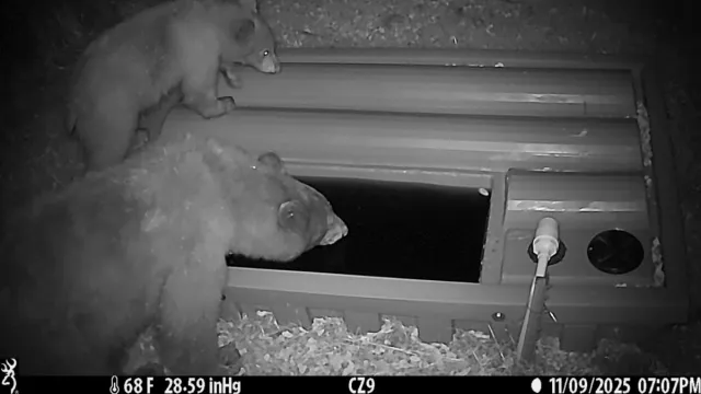Black bears looking at a water well.